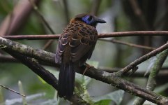 Ocellated Antbird 020.jpg