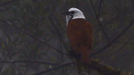 Three-wattled Bellbird 021.jpg