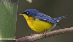 Tropical Parula 020.jpg