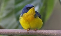 Tropical Parula 021.jpg