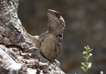 Cyprus Rock Agama.jpg