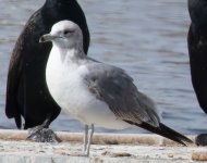 BZ5A0767 Herring Gull.jpg