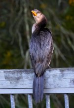 DSC04993 Little Pied Cormorant @ Warriewood Wetlands bf.jpg