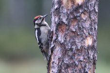 20220811 (2)_Great_Spotted_Woodpecker.JPG