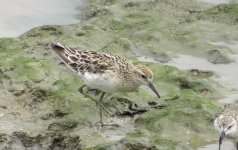 pair of waders.jpg