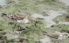 pair of waders1.jpg