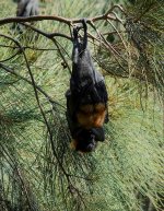 DSC05028 Grey-headed Flying Fox @ Warriewood Wetlands bf.jpg