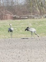pair of Common Cranes.JPG