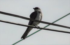 woodswallow(1).jpg