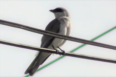 woodswallow(3).jpg