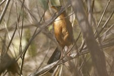 Lesser Ground Cuckoo 003.jpg