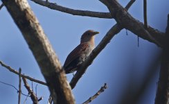 Squirrel Cuckoo 007.jpg