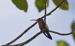 Cinnamon Hummingbird 006.jpg