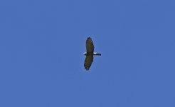 Double-toothed Kite 004.jpg