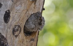 Pacific Screech Owl 003.jpg