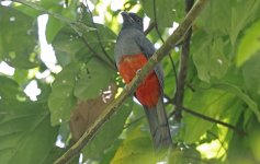 Slaty-tailed Trogon 003.jpg