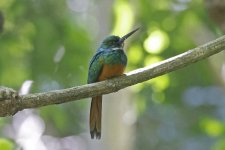 Rufous-tailed Jacamar 003.jpg