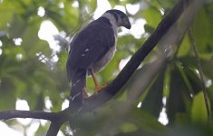 Collared Forest Falcon 004.jpg