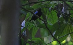 Long-tailed Manakin 003.jpg