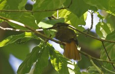 Royal Flycatcher 001.jpg