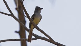 Nutting's Flycatcher 004.jpg