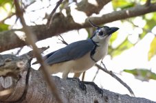 White-throated Magpie-Jay 004.jpg