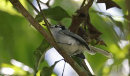 White-browed Gnatcatcher 003.jpg