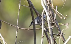 White-lored Gnatcatcher 004.jpg