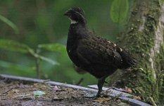 Black-breasted Wood-Quail 006.jpg