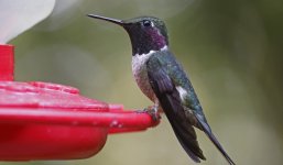 Magenta-throated Woodstar 007.jpg