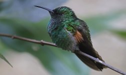 Stripe-tailed Hummingbird 001.jpg