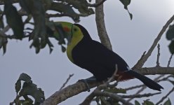 Keel-billed Toucan 001.jpg