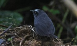 Silvery-fronted Tapaculo 002.jpg