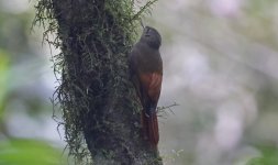 Olivaceous Woodcreeper 002.jpg