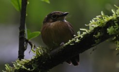 White-throated Spadebill 006.jpg