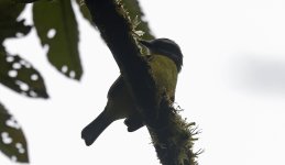 Golden-bellied Flycatcher 003.jpg