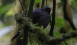 Black-faced Solitaire 002.jpg