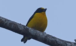 Yellow-throated Euphonia 001.jpg