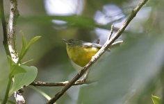 Golden-crowned Warbler 001.jpg