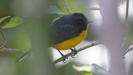 Slate-throated Redstart 002.jpg