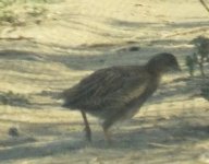 partridge grey poss young bulgaria.jpg