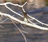 AcadianFlycatcher9881.jpg