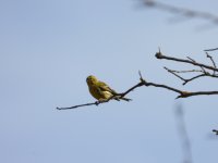 Serin verdecillo 2.JPG