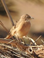 Fulvous Babbler.JPG