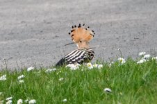 Hoopoe 1.jpg