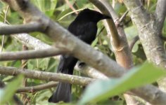 black bird 1.jpg