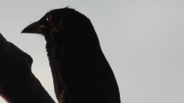 black bird 4.jpg