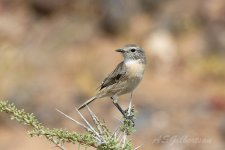 Fuerteventura-Chat-(20)-Fimapaire-Valley-fbook.jpg