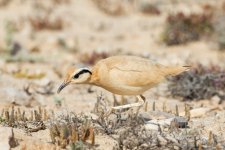 Cream-coloured-Courser-(7)-fbook.jpg