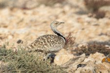 Houbara-(12)-fbook.jpg